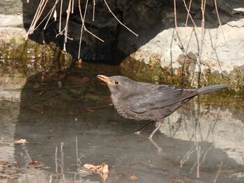 Chinese Blackbird 北海公園(北京) Mon, 1/31/2022