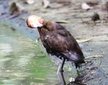 Slaty-legged Crake 沖縄県宮古島市 Sat, 7/22/2017