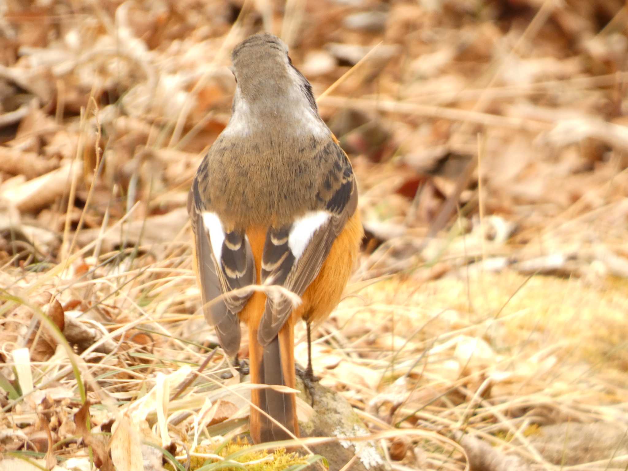 芦ノ湖 ジョウビタキの写真 by koshi