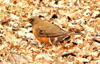 Sun, 1/23/2022 Birding report at 芦ノ湖