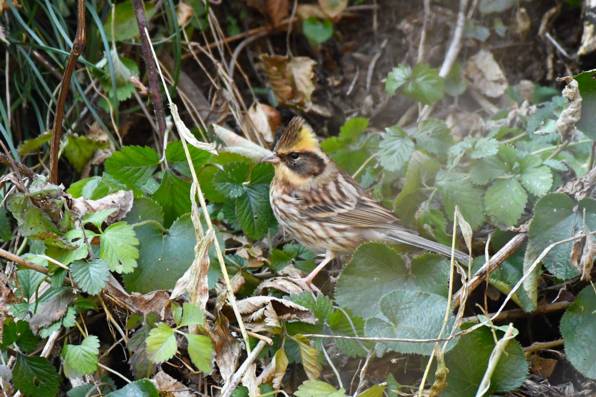 Yellow-throated Bunting