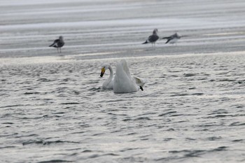 Whooper Swan 涛沸湖 Mon, 12/26/2016