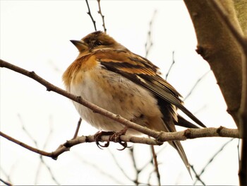 2022年1月23日(日) 箱根 ビジターセンターの野鳥観察記録