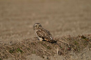 Short-eared Owl Unknown Spots Sun, 1/16/2022