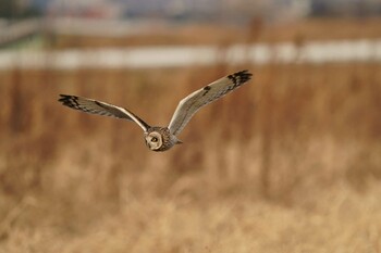 Short-eared Owl Unknown Spots Sun, 1/16/2022