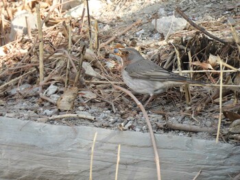 Red-throated Thrush 北海公園(北京) Mon, 1/31/2022