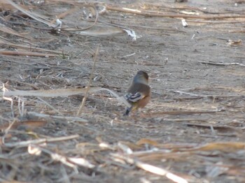 Oriental Greenfinch(kawarahiba) 荒川生物生態園(東京都板橋区) Mon, 1/31/2022