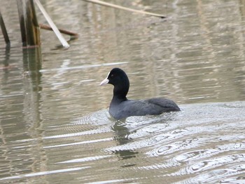 Eurasian Coot Akigase Park Mon, 2/27/2017