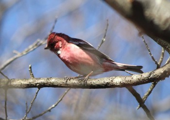 Pallas's Rosefinch Saitama Prefecture Forest Park Mon, 2/6/2017