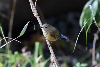 ルリビタキ 明石公園 2021年12月5日(日)