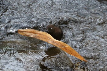 Brown Dipper 橿原市 飛鳥川 Sun, 1/30/2022