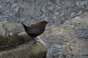 Brown Dipper 橿原市 飛鳥川 Sun, 1/30/2022