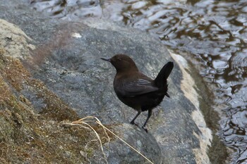 Brown Dipper 橿原市 飛鳥川 Sun, 1/30/2022