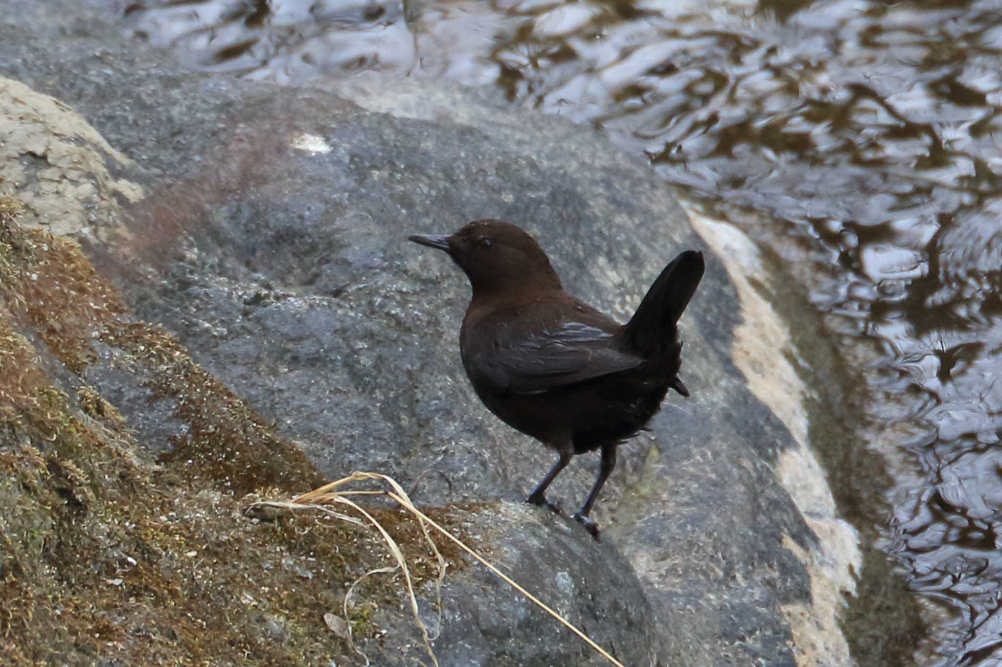 橿原市 飛鳥川 カワガラスの写真 by SAKURA 8743