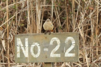 2022年1月22日(土) 舞岡公園の野鳥観察記録