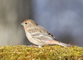 Pallas's Rosefinch Saitama Prefecture Forest Park Mon, 2/6/2017