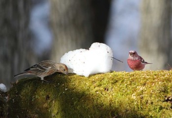 Pallas's Rosefinch Saitama Prefecture Forest Park Mon, 2/6/2017