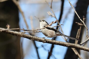 2022年1月31日(月) 林試の森公園の野鳥観察記録