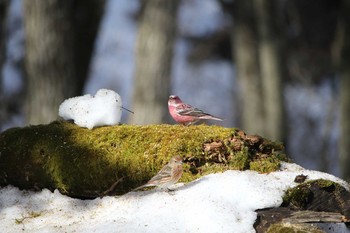 Pallas's Rosefinch Saitama Prefecture Forest Park Mon, 2/6/2017