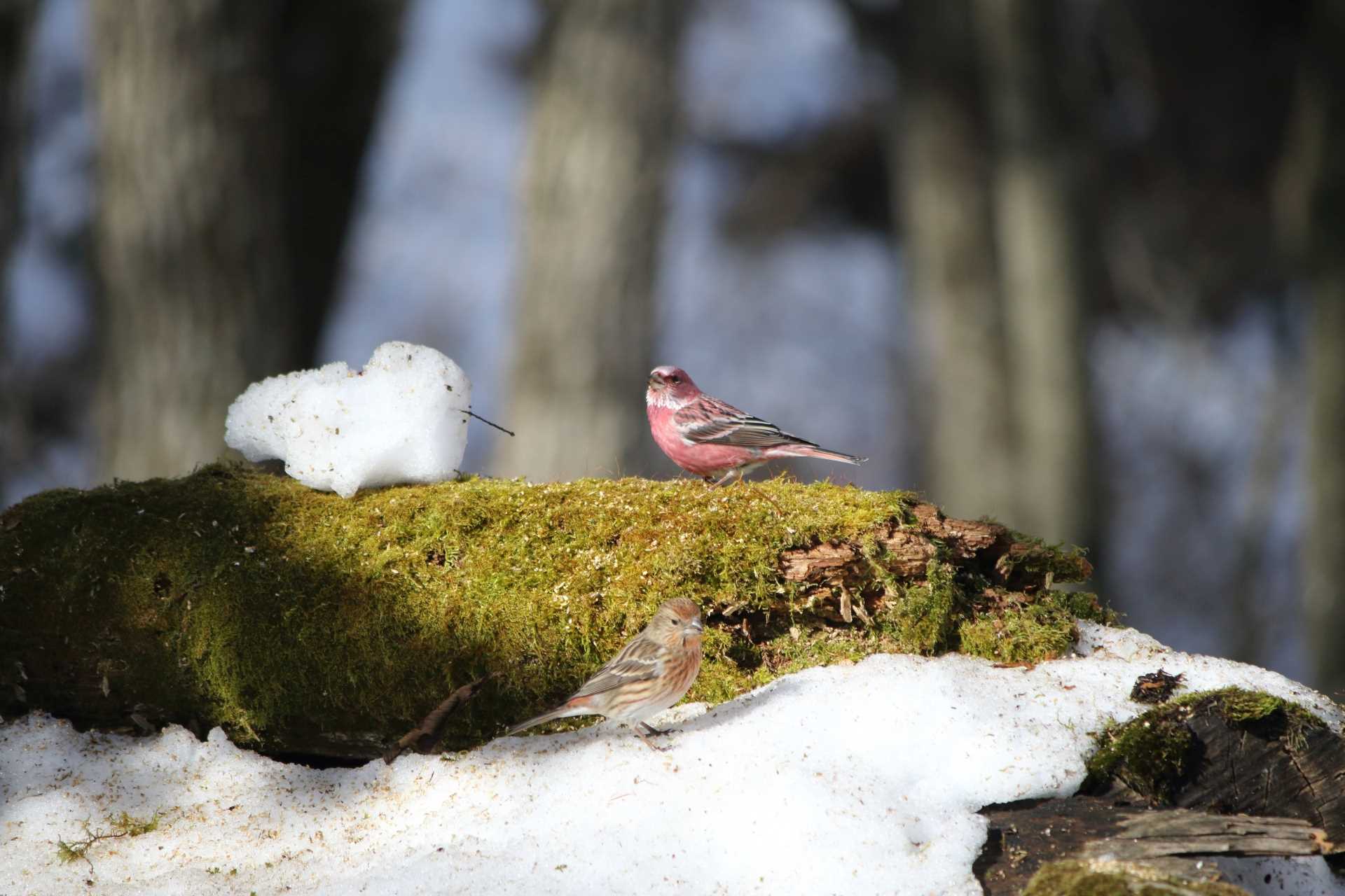 Photo of Pallas's Rosefinch at Saitama Prefecture Forest Park by マイク