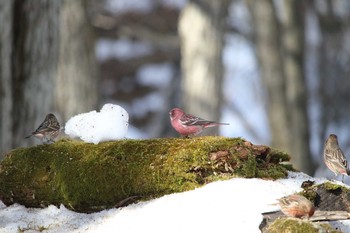 Pallas's Rosefinch Saitama Prefecture Forest Park Mon, 2/6/2017