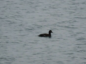 White-winged Scoter 島田川河口(山口県) Sat, 1/22/2022