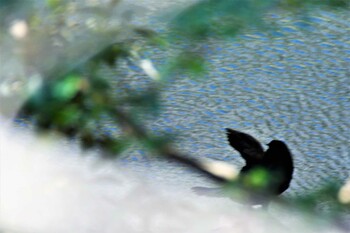 Great Cormorant 栃木県 Mon, 1/31/2022