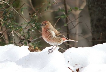 Pallas's Rosefinch Saitama Prefecture Forest Park Mon, 2/6/2017