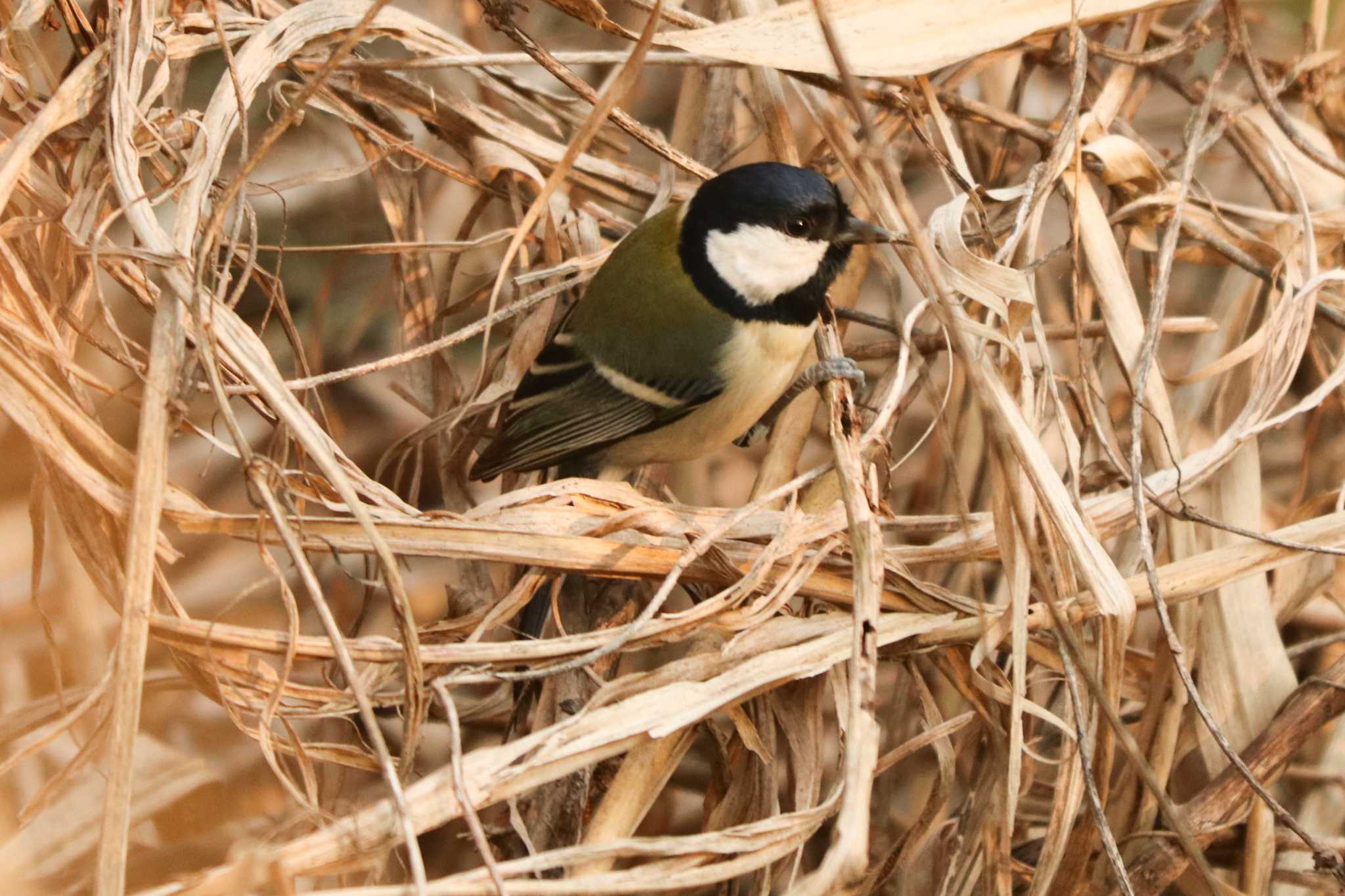 シジュウカラ