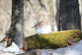 Pallas's Rosefinch Saitama Prefecture Forest Park Mon, 2/6/2017