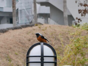 ジョウビタキ 福岡市東区香椎周辺 2022年2月1日(火)