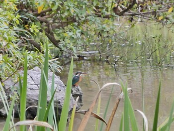 Common Kingfisher 福岡市東区香椎周辺 Tue, 2/1/2022