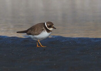 ハジロコチドリ ふなばし三番瀬海浜公園 2022年2月1日(火)