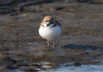 シロチドリ ふなばし三番瀬海浜公園 2022年2月1日(火)