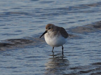 Dunlin Sambanze Tideland Tue, 2/1/2022