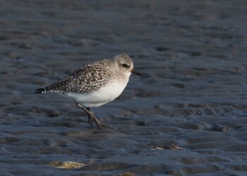 Grey Plover Sambanze Tideland Tue, 2/1/2022