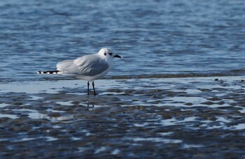 ズグロカモメ ふなばし三番瀬海浜公園 2022年2月1日(火)