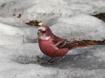 Pallas's Rosefinch Saitama Prefecture Forest Park Mon, 2/6/2017