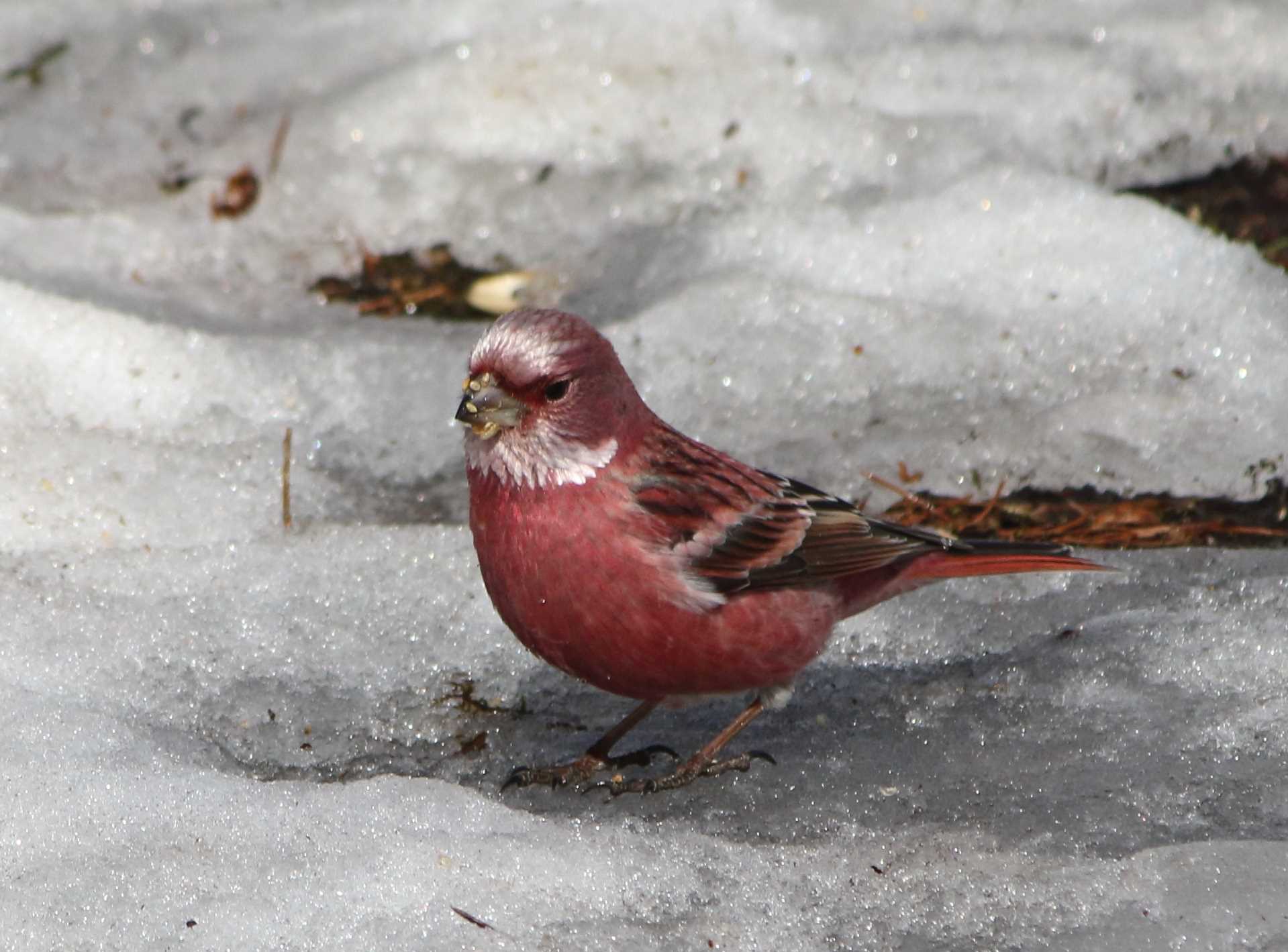 Photo of Pallas's Rosefinch at Saitama Prefecture Forest Park by マイク