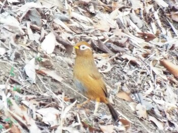 ガビチョウ 舞岡公園 2022年2月1日(火)