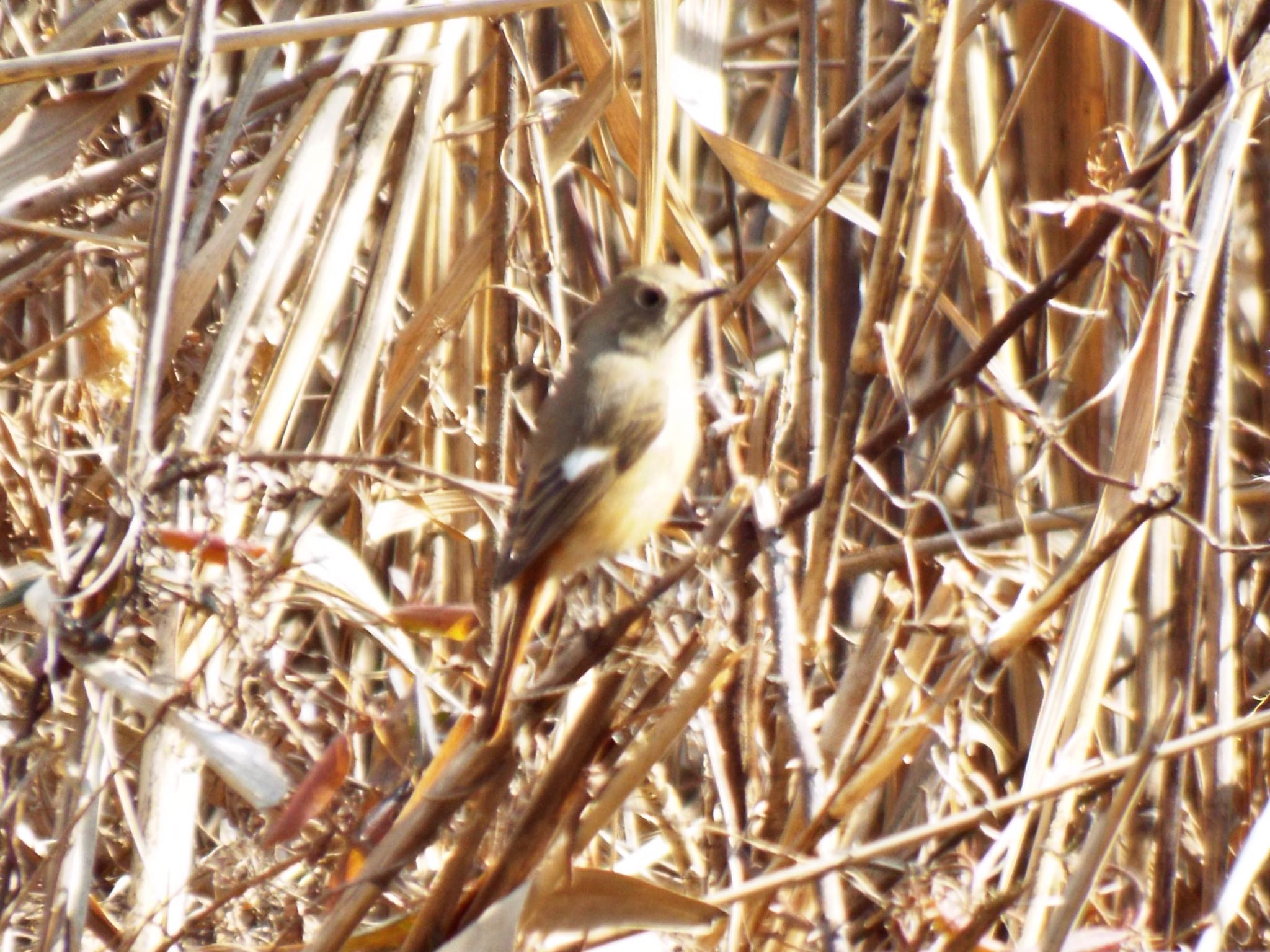 Photo of Daurian Redstart at Maioka Park by ささりん