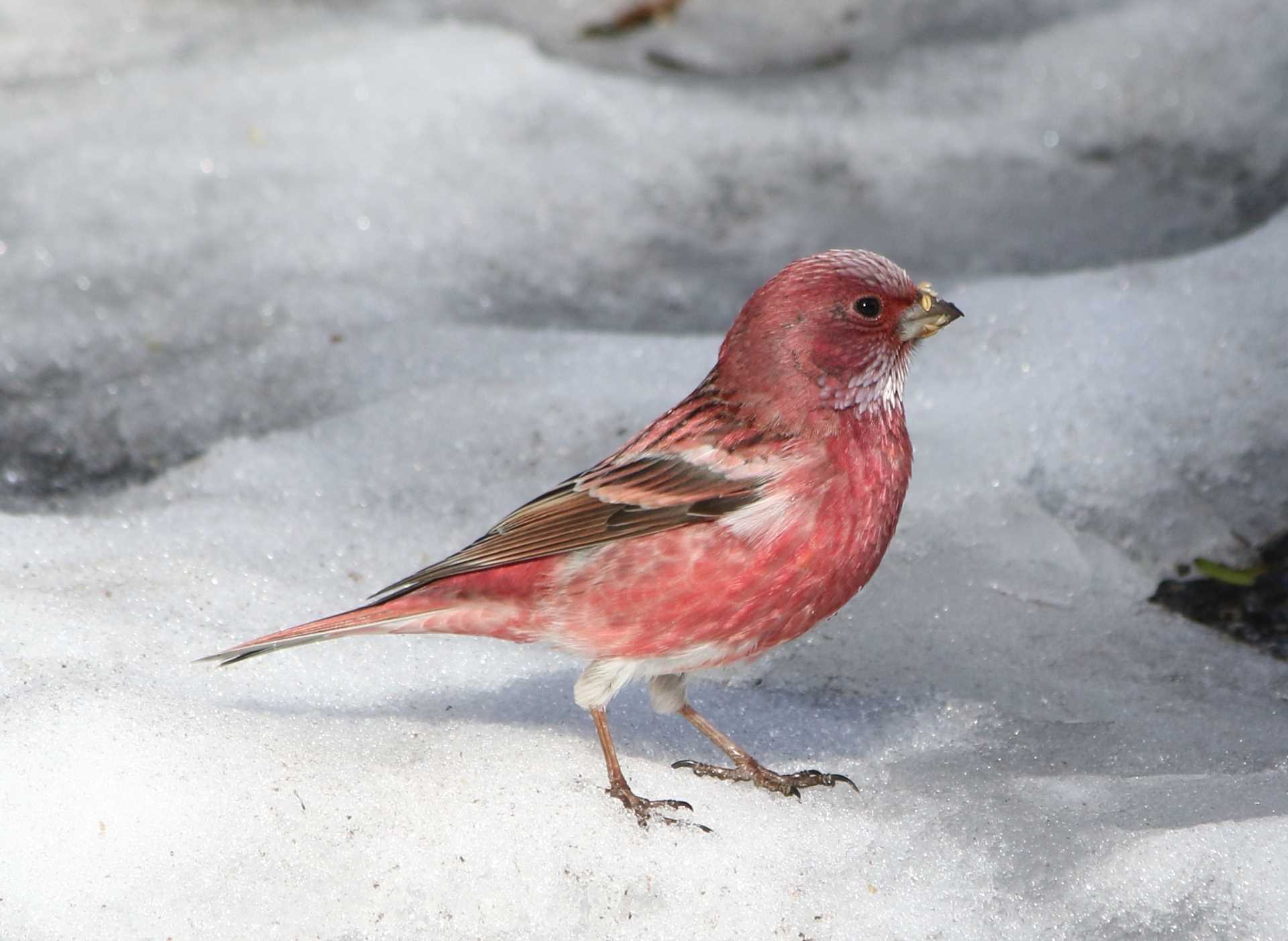 Photo of Pallas's Rosefinch at Saitama Prefecture Forest Park by マイク