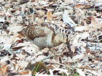 Eurasian Woodcock Maioka Park Tue, 2/1/2022