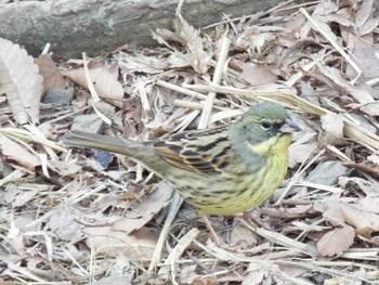 Masked Bunting Maioka Park Tue, 2/1/2022