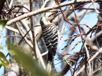 Japanese Pygmy Woodpecker Maioka Park Tue, 2/1/2022