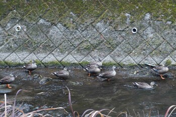 Eastern Spot-billed Duck 江津湖 Tue, 2/1/2022