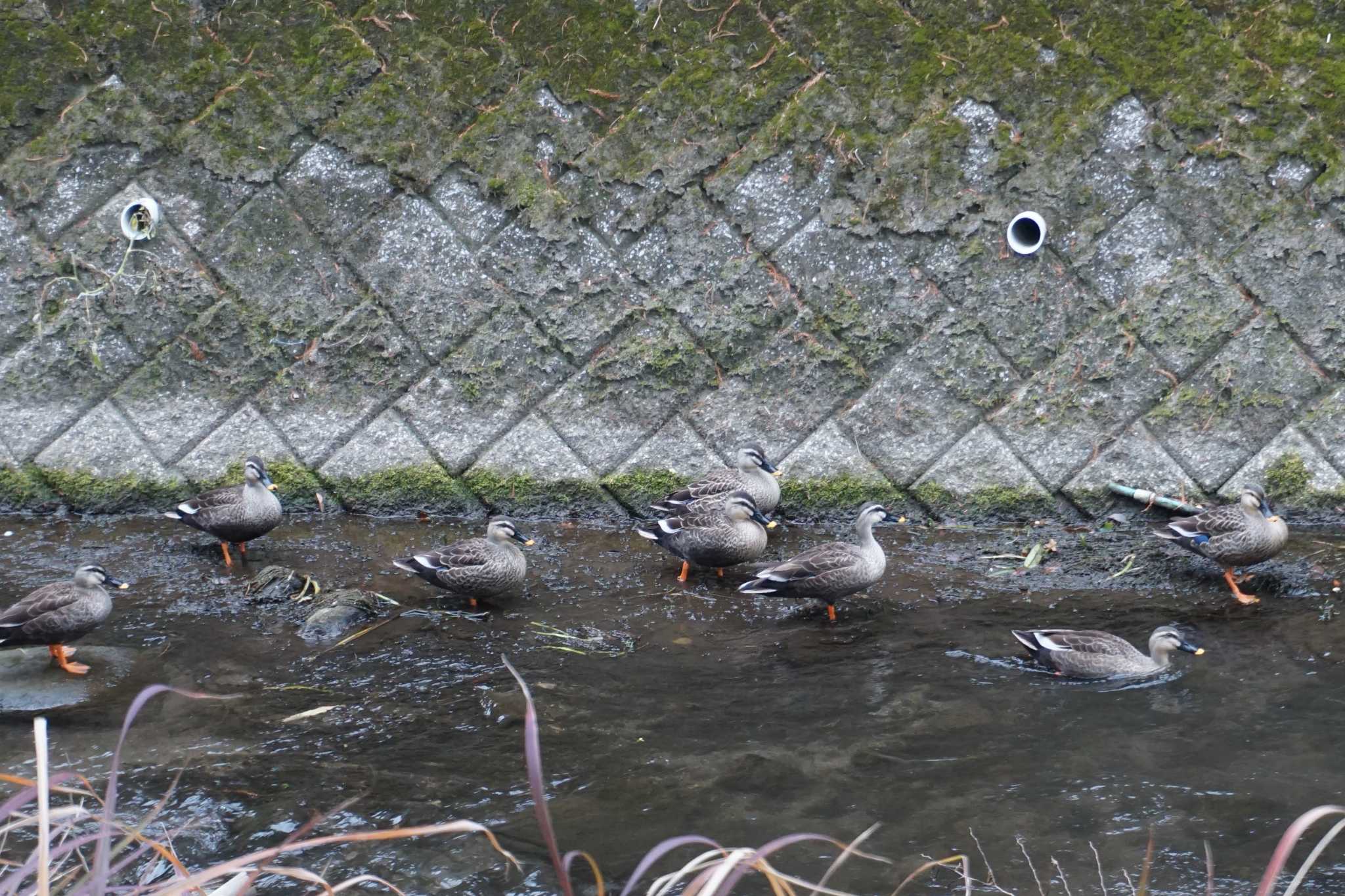 Eastern Spot-billed Duck