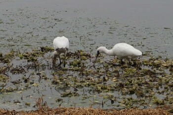 2022年2月1日(火) 江津湖の野鳥観察記録