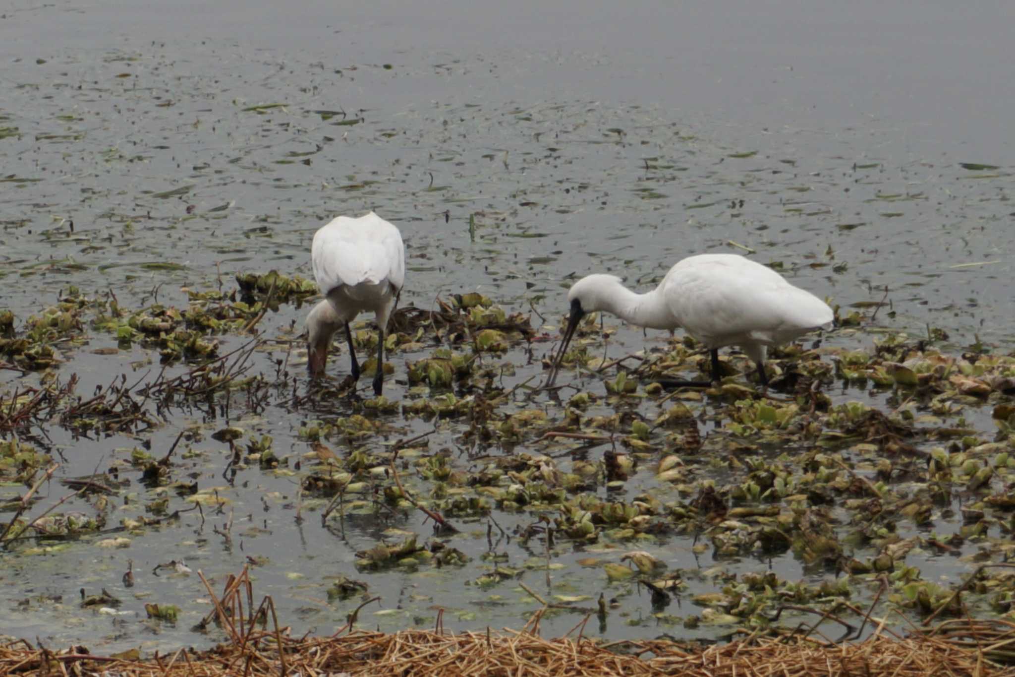 Photo of Black-faced Spoonbill at 江津湖 by Joh