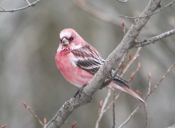 Pallas's Rosefinch Saitama Prefecture Forest Park Mon, 2/6/2017